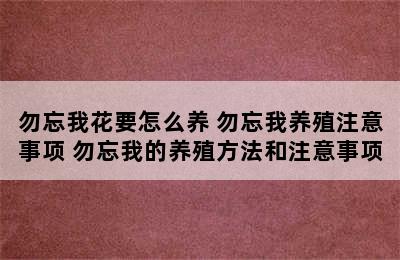 勿忘我花要怎么养 勿忘我养殖注意事项 勿忘我的养殖方法和注意事项